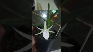 Angraecum didieri youtubeshorts orquidias flores orchid plantas shorts [upl. by Litha714]