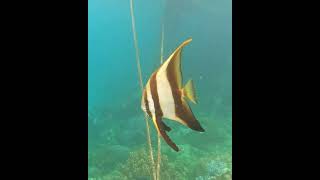 PEZ MURCIELAGO DE ALETA LARGA scubadiving fish peces buceo marineanimals vidamarina [upl. by Olimac]