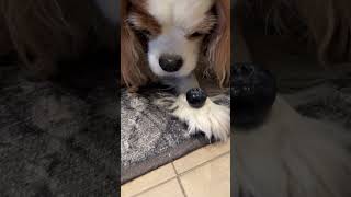 Cavalier King Charles spaniels eating humongous blueberries [upl. by Eicaj]