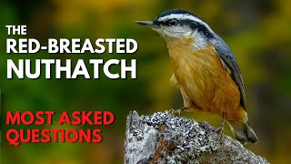 The Redbreasted Nuthatch  Most Asked Questions [upl. by Osnola]