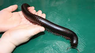 Millipede  The millipede belongs to the phylum of arthropods [upl. by Panta]