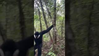 When Gibbons Attack Intense Moment Caught shorts [upl. by Hairacaz]