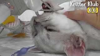 What This Vet Wants Cat To Feel Is I Kritter Klub [upl. by Albin758]