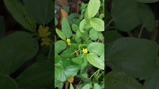 Corchorus capsularisসাদা পাটতিতা পাটএর ফুল।flowers jute nature love beautiful amazing পাট [upl. by Cosette]