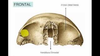 FRONTAL [upl. by Dyana]