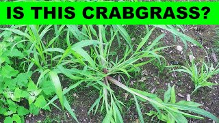 How to Identify Crabgrass in your Lawn [upl. by Skelton]