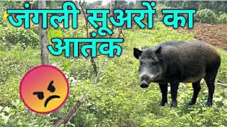 Jungli suar se pareshan 😡 troubled by wild boar 😡jaysvlogs [upl. by Kast]