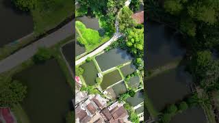 Video Drone Sentra Kolam Tegalsari untuk Budidaya Ikan Nila [upl. by Anewor]