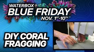 DIY Home Coral Fragging Easy Guide for Beginners [upl. by Bricker]