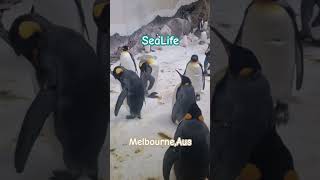 Penguins Happy feet Sealife Melbourne Aquaium 🐧🐳🐠 [upl. by Grissel]