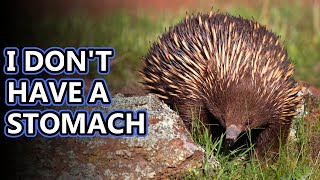 Echidna facts sort of like hedgehogs but not really  Animal Fact Files [upl. by Enimzzaj160]