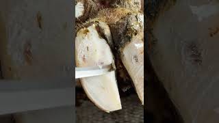 HUGE PUS ABSCESS IN COWS HOOF asmr farrier shorts satisfying [upl. by Pejsach]