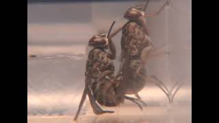 Tsetse flies mating behavior Glossina palpalis [upl. by Kiona]