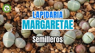 Semilleros de Lapidaria Margaretae [upl. by Rudy]