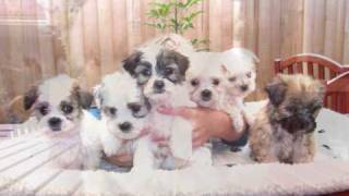 Maltese Shih Tzu Australia [upl. by Raine]