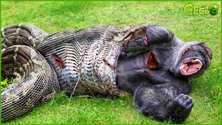 30 Terrifying Moments When Gorilla Tries To Escape From Giant Python Can It Survive  Animal Fight [upl. by Shuler]