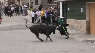 CIGALES VALLADOLID VII TORO DEL CLARETE Y SUELTA DE DOS VACAS 22 9 2024 [upl. by Asilanna]