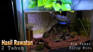 Channa Stewartii Rawatan 2 Tahun‼️ Ikan Kecil Umur Tua⁉️ [upl. by Aisenet]