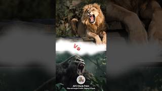 Gorilla VS Lion कौन जीतेगा gorillavslion animalfights interestingfacts shorts gkinhindi [upl. by Maddalena593]