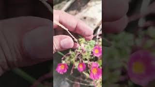 Collect purslane flower seeds for next season purslaneplantgardening [upl. by Aratihc143]