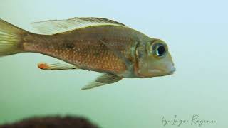 Callochromis macrops [upl. by Akeber968]