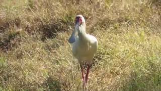 African Spoonbill [upl. by Prudhoe439]