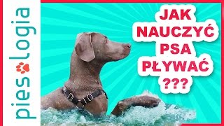 Jak nauczyć psa pływać [upl. by Naxor]