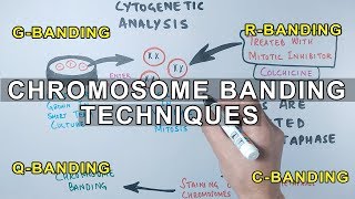 Chromosome Banding Techniques [upl. by Tecla]