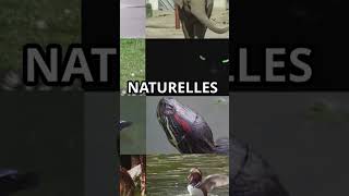 Les Incroyables Écosystèmes de la Terre 🌍🌿 Short Fact [upl. by Aicirtac]