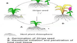 Striga life cycle  Striga  witchweed  Angiospermic parasite  Dr P Shivakumar Singh [upl. by Suirad]