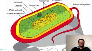 Prokaryotic Cell Cytoplasm [upl. by Atorod481]