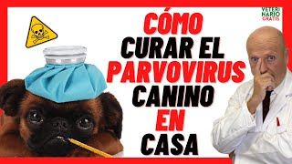 🔴 Como CURAR a un PERRO de PARVOVIRUS CANINO en Casa❣️TRATAMIENTO CON REMEDIOS CASEROS y MEDICAMENTO [upl. by Gehlbach]