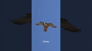 Peregrine Falcon flying in her air space falcons birdsofyoutube birdlovers wildlife bird [upl. by Luckett]