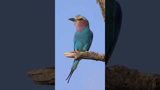 Lilacbreasted Roller in Kenya shorts [upl. by Sidonius]