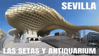 LAS SETAS DE SEVILLA Y EL ANTIQUARIUM [upl. by Yretsym432]