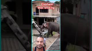 Elephant wall broking is elephant 🐘 trading wwe [upl. by Hoopen140]