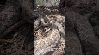 Liberación de serpiente de cascabel Crotalus atrox snake serpiente rattlesnake [upl. by Hutson]