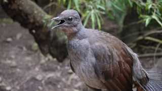 Lyrebird says quotNo sunblockquot [upl. by Anaeed]