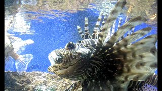 AQUARIUM DE CANET EN ROUSSILLON [upl. by Winograd]