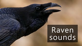 Raven sounds  The calls of Corvus corax [upl. by Philbin]