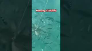 Mancing garong baronang di sarangnya shortstrending fishingvideo [upl. by Oilime]