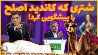 شتری که کاندید اصلح را پیشگویی کرد [upl. by Reinwald321]