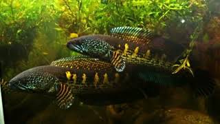 snakehead සහ marble catfish එක හදන හැටි How to comuniti marble catfish  snakehead [upl. by Colinson]