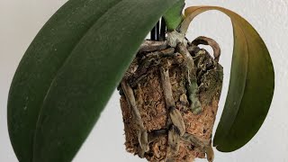 My Orchid Is Dying Phalaenopsis Orchid Rescue Repotting [upl. by Muriel]