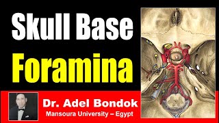 Foramina of the Skull and their Contents Dr Adel Bondok [upl. by Oilime]