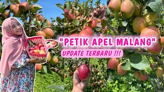 PANEN APEL MERAH DI KOTA BATU MALANG  WISATA PETIK APEL DI KOTA BATU MALANG  PART 2 [upl. by Teragram]