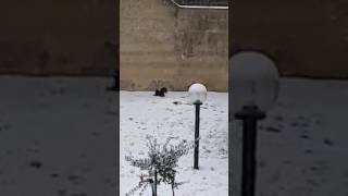 Un simpatico animaletto nel giardino mentre nevica [upl. by Wolfy56]