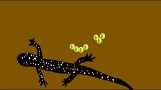 SALAMANDER FAMILY PLETHODONTIDAE [upl. by Marlena]