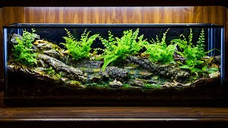 Temperate Forest Creek Runoff Vivarium DIY [upl. by Ratha]