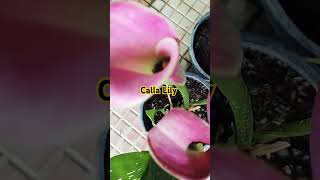 Calla Lily Growing Tips callalily growingtips shorts [upl. by Ri]